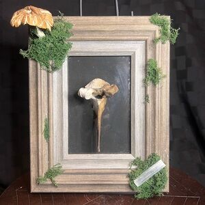 Deer vertebrae oddity